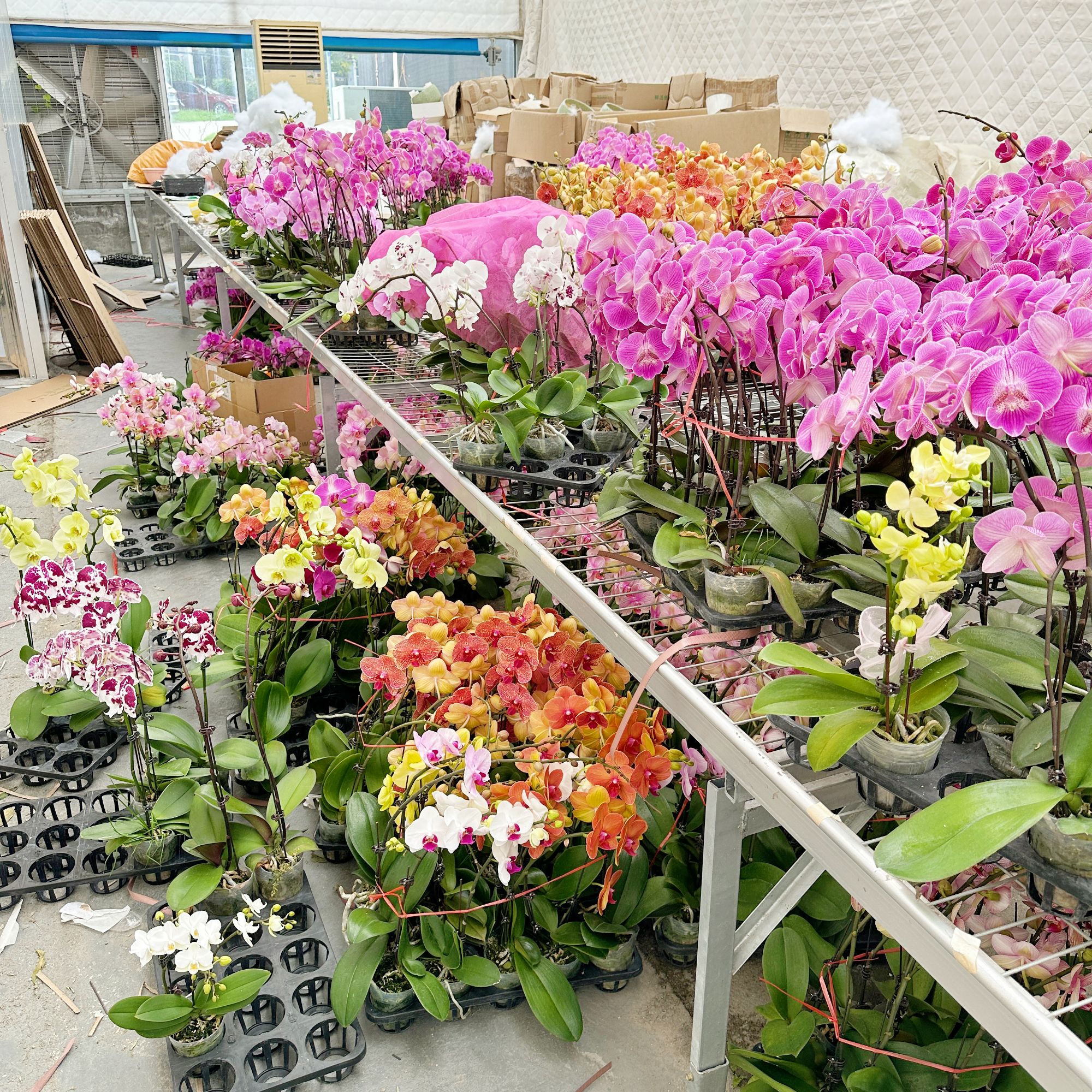 【中南花卉】蝴蝶兰（9·9）开花株随机发货