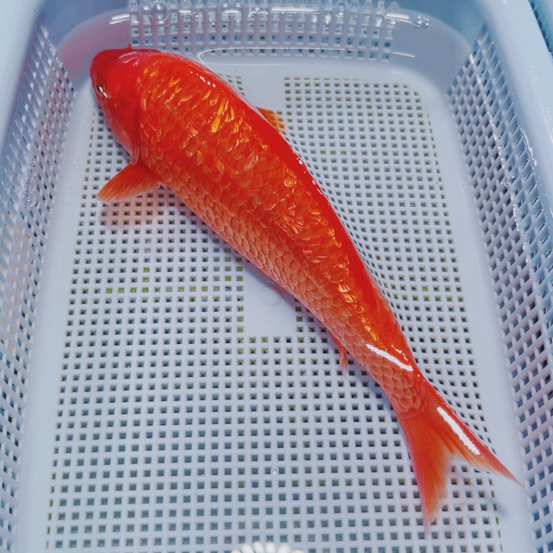 锦鲤锦鲤冷水观赏