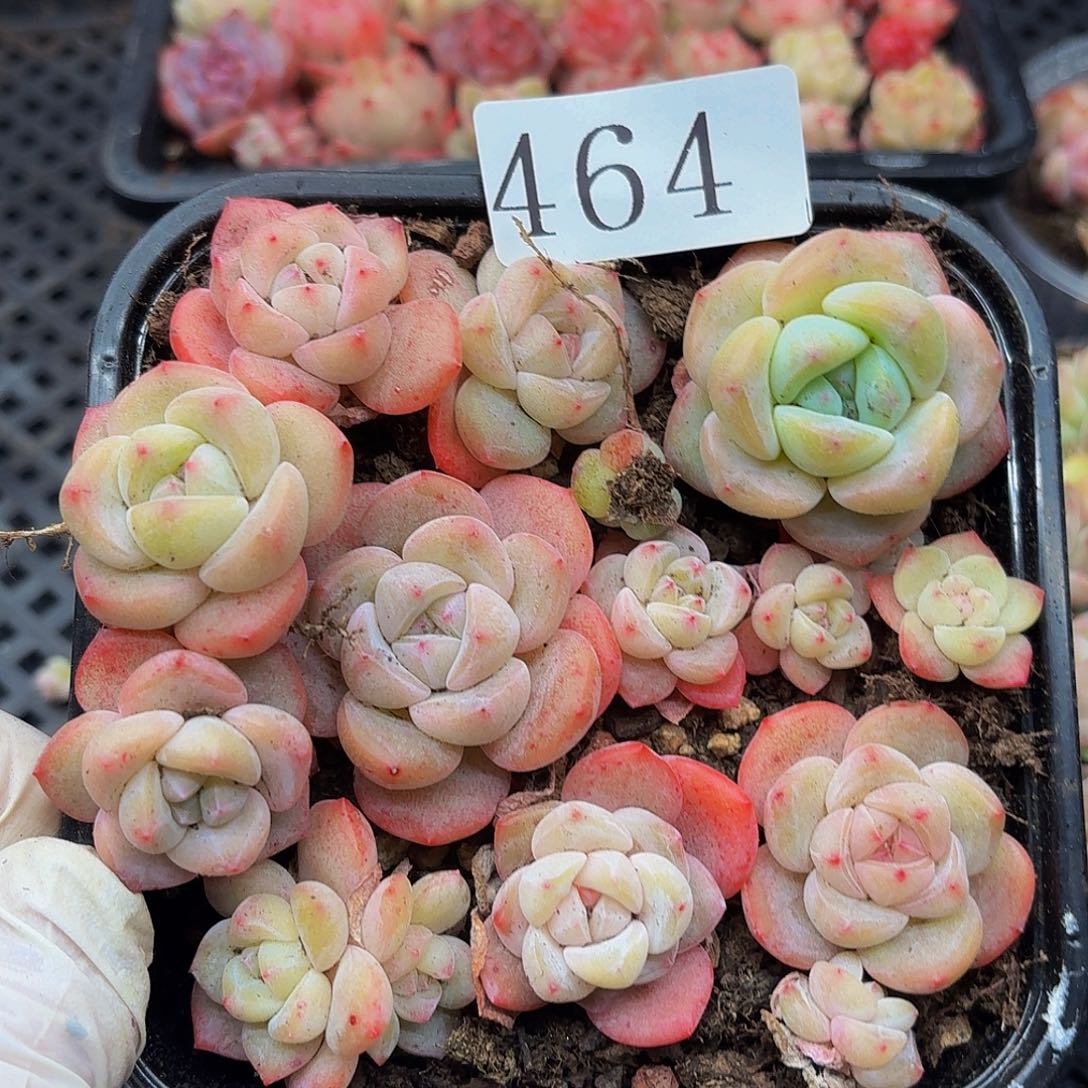 多肉植物多肉植物464