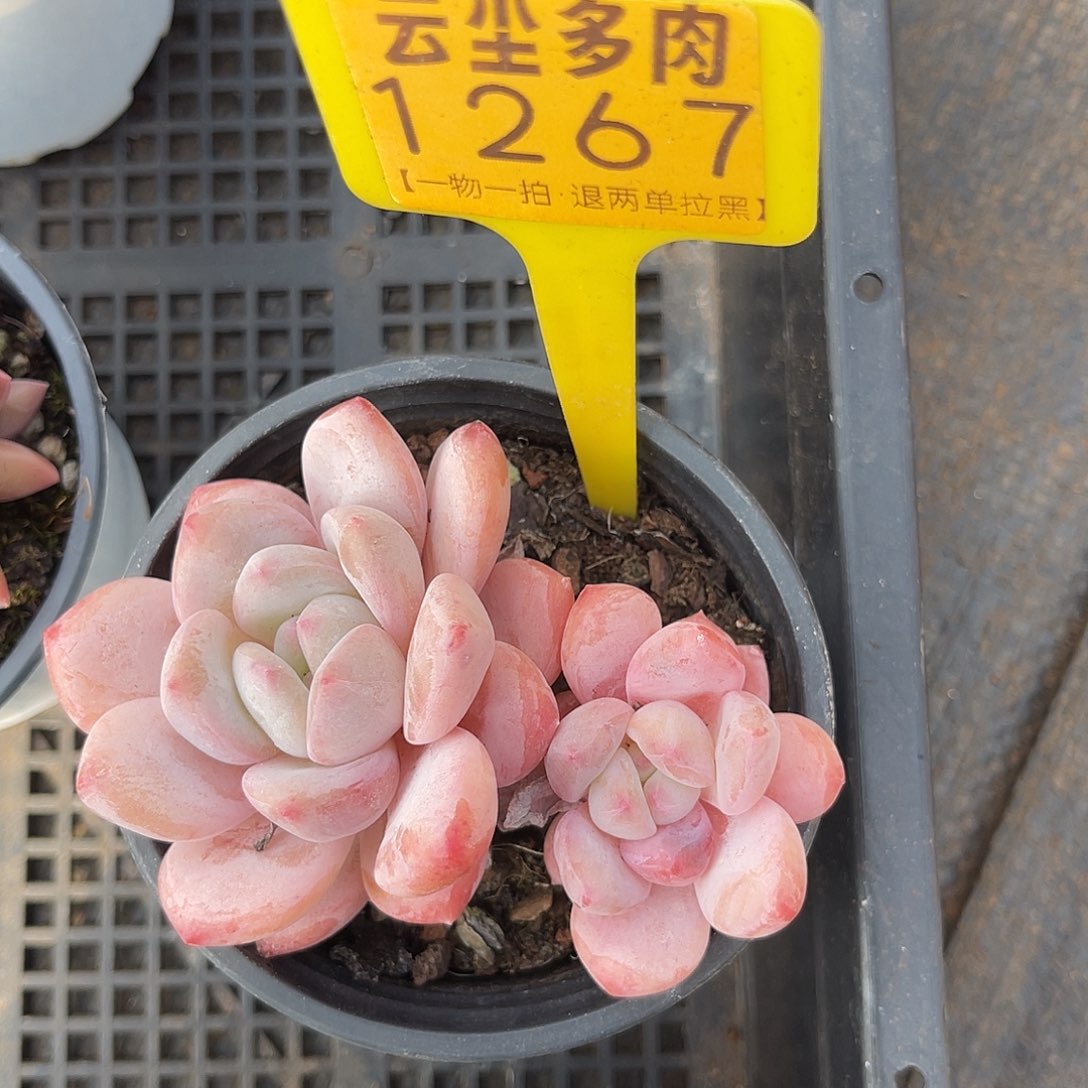 云尘多肉一物一拍 1267,