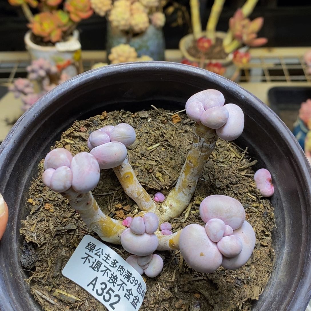 352芭比奶多肉6c m
