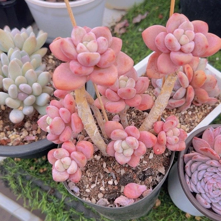 健健康康平平安安