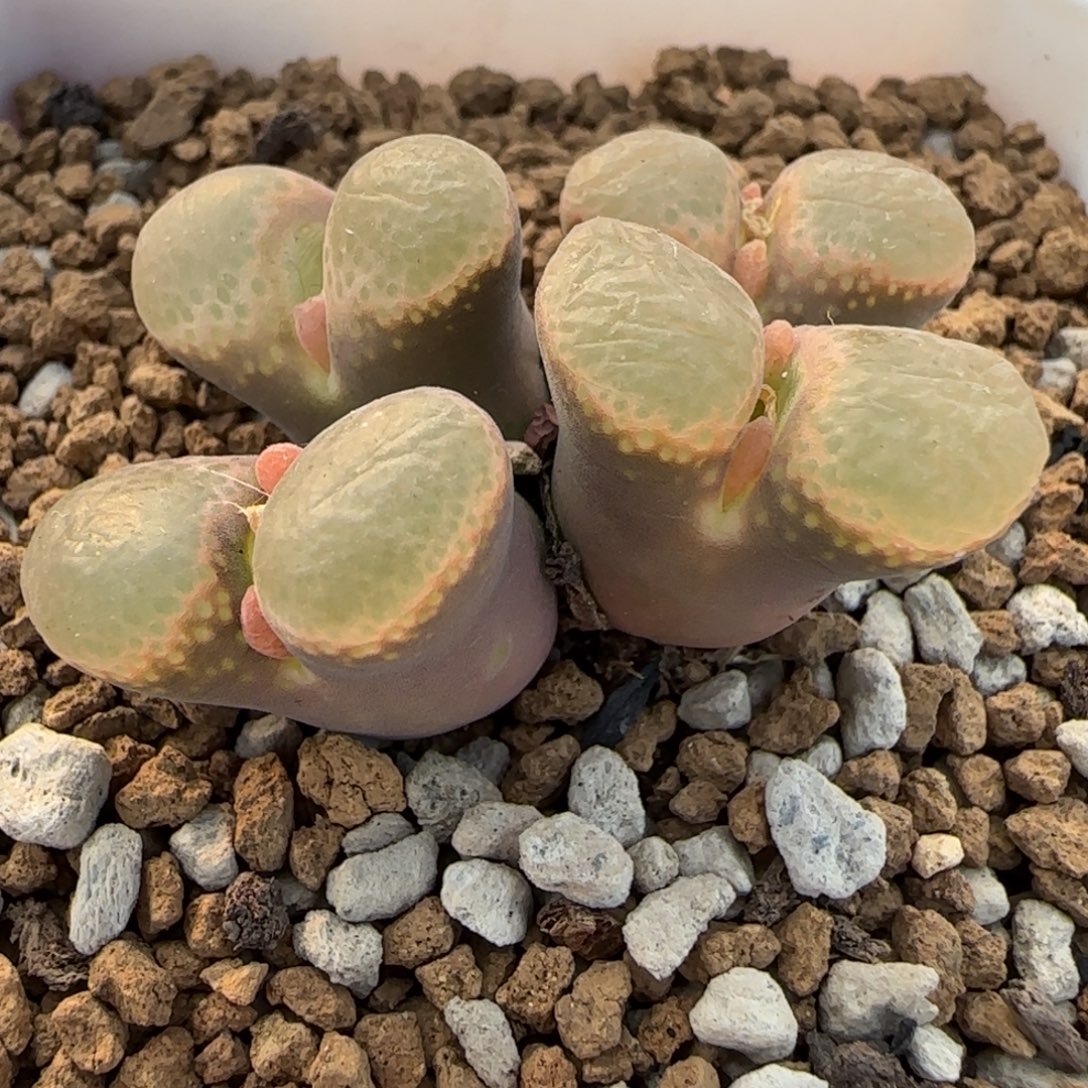 多肉植物紫红白窗17号