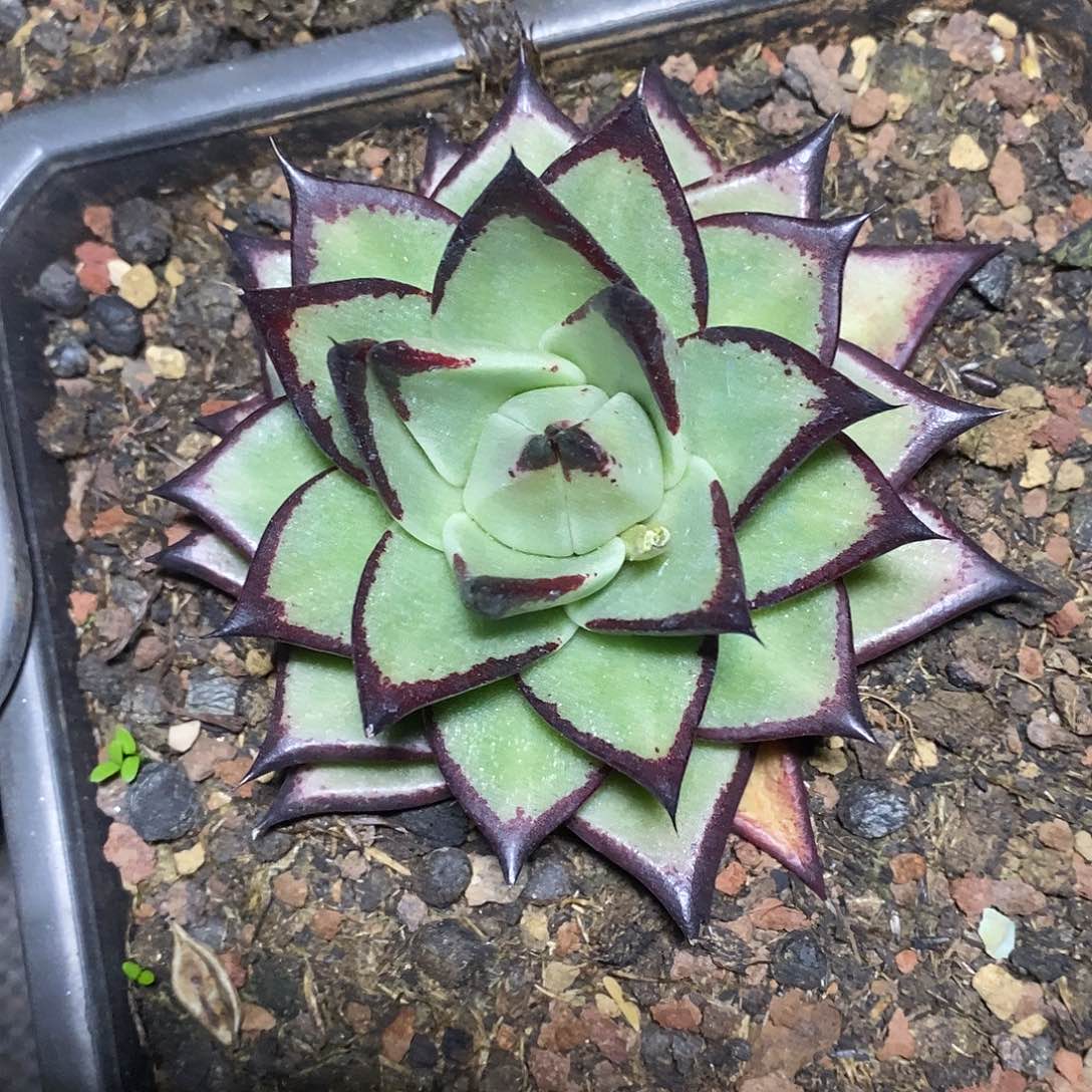 多肉植物多肉植物1308