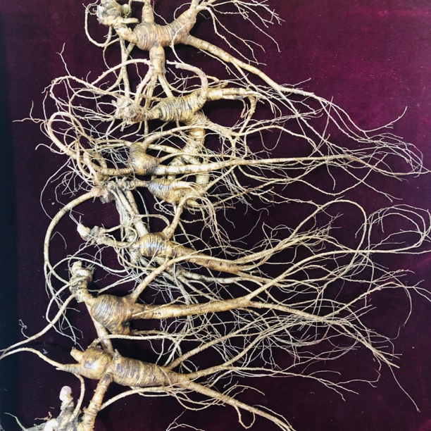 长白山新鲜林下参200克7支微残参