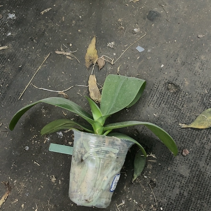 当前无花栽培后可以开花金树一代瑕疵