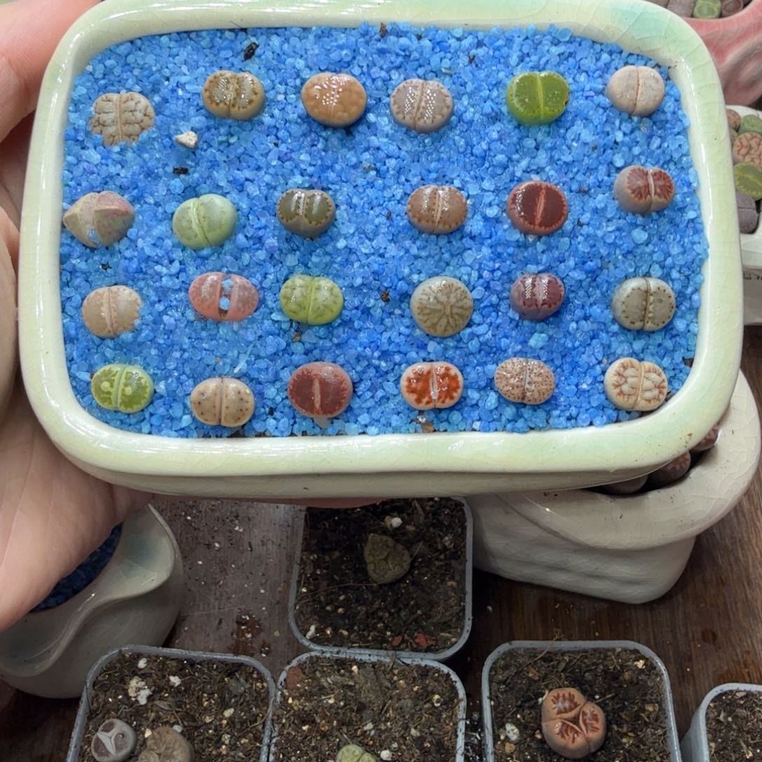 用***8多肉植物和植物等植物655