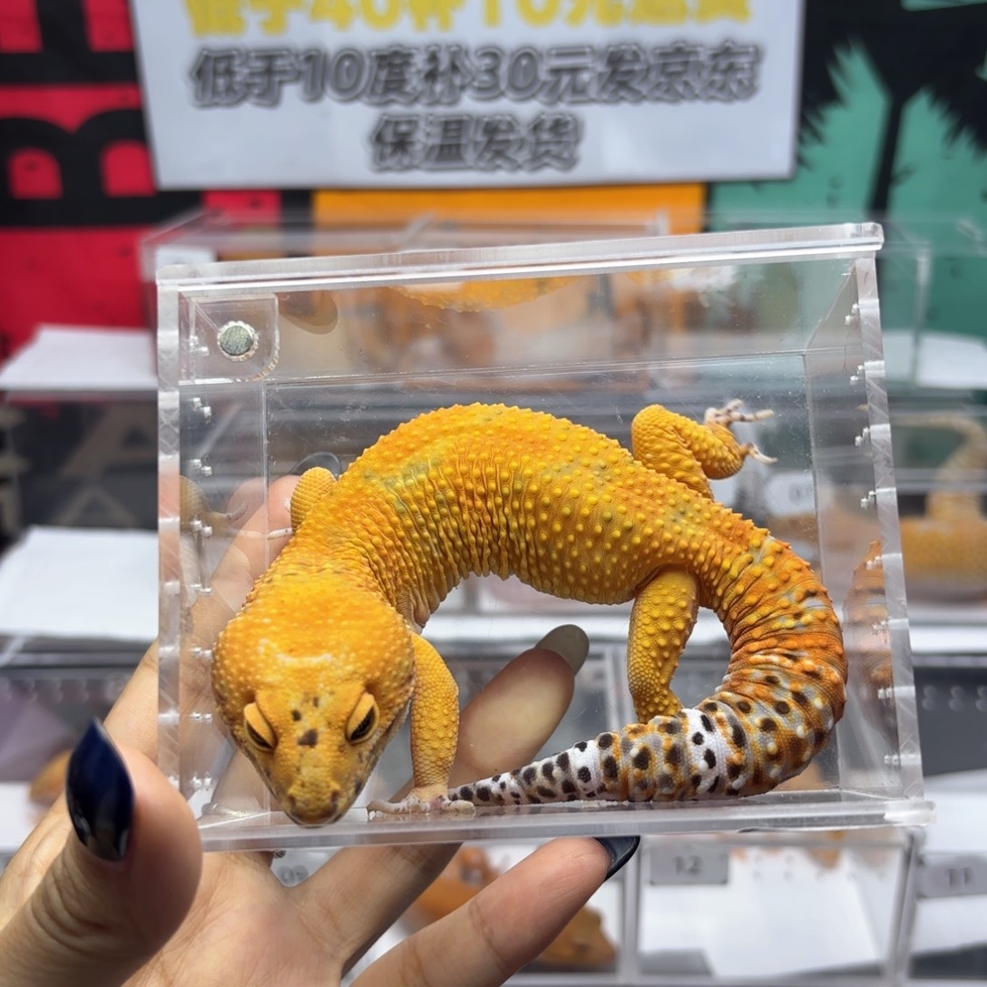 豹纹守宫翡翠弟弟Y8