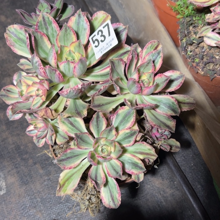 537多肉植物青花瓷