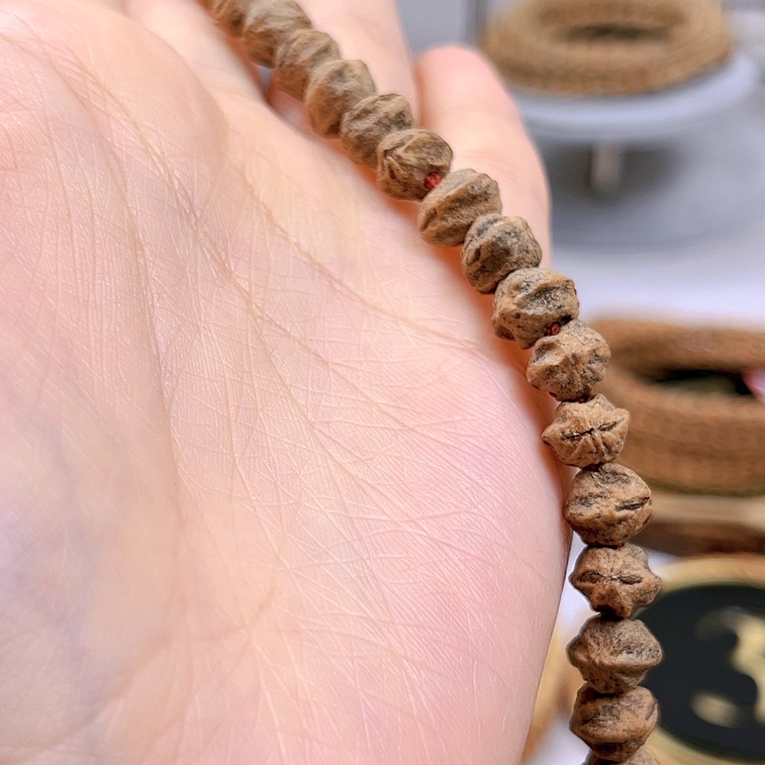 柏香籽/百香籽吊坠参**树