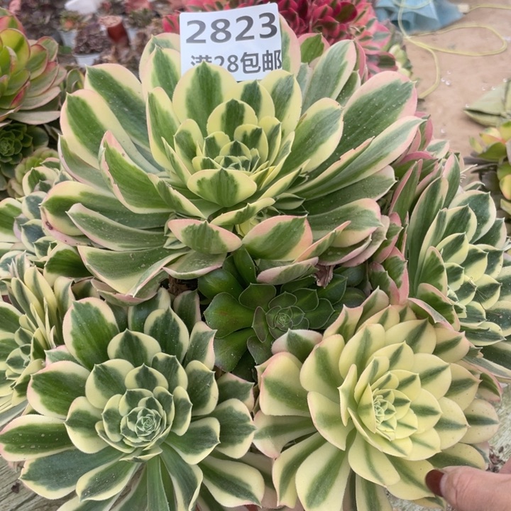 2823二号棚白风多肉A