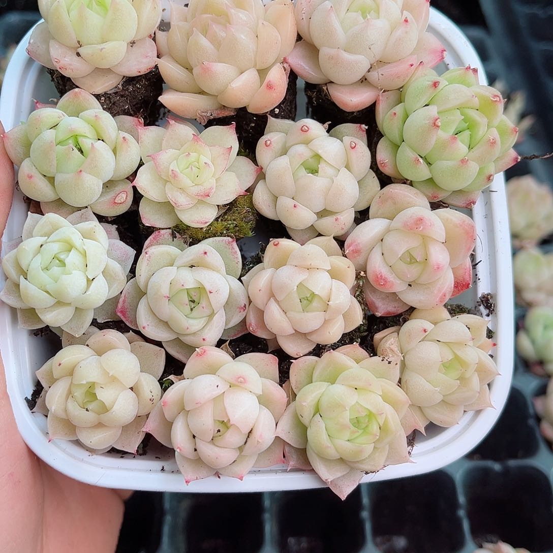 1-645 新疆西藏内蒙不发12.8包邮2-3公分多肉