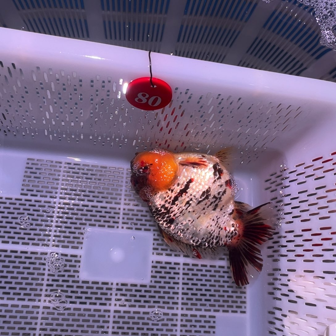 苏***样海水鱼你好意思的不给人家面子嘛