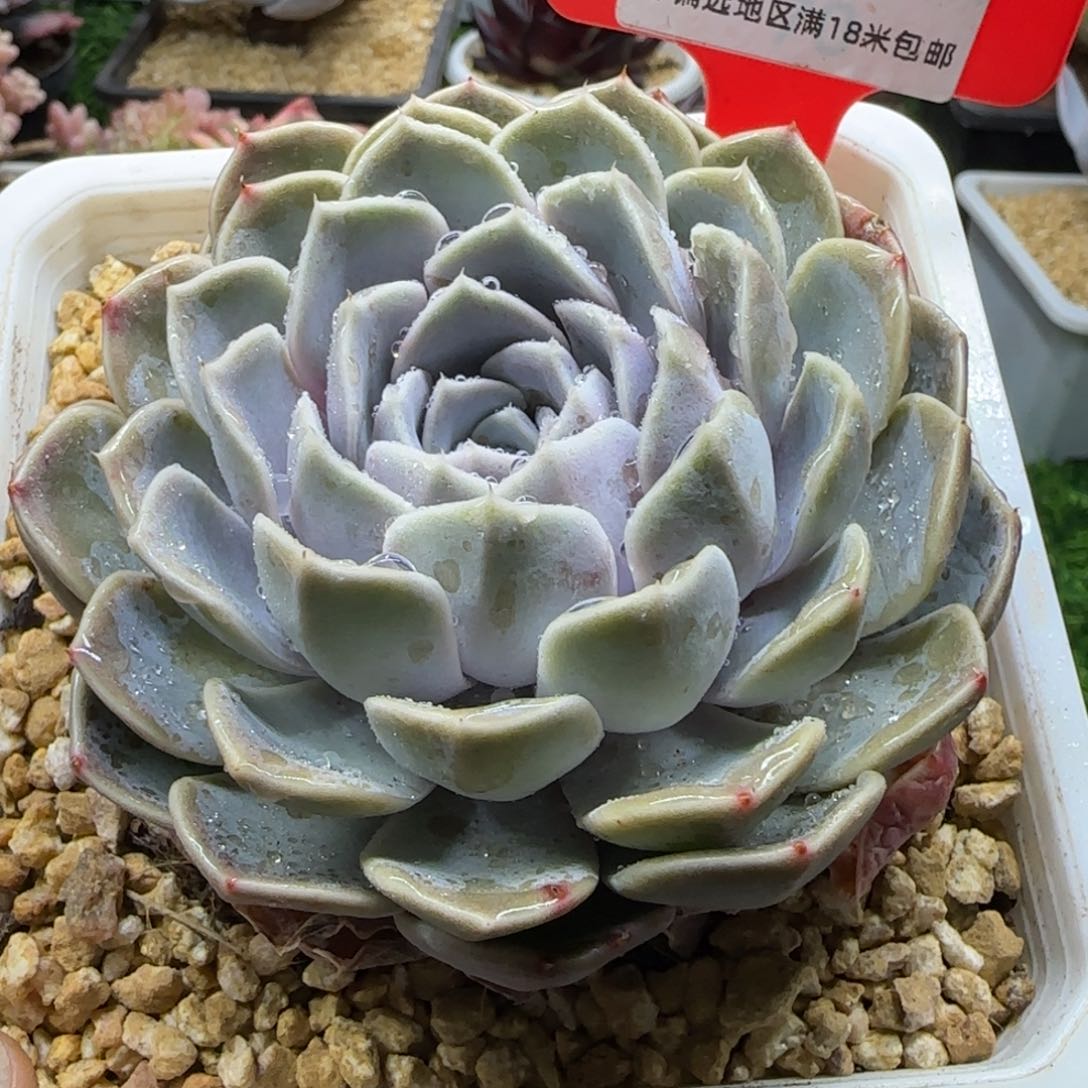 解忧多肉一物一拍编号41