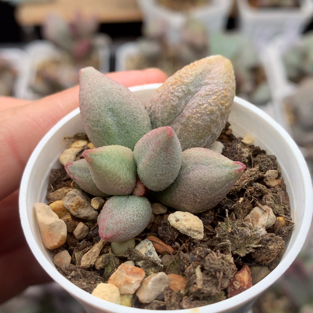 孙*哈服 赠品 多肉植物水泡