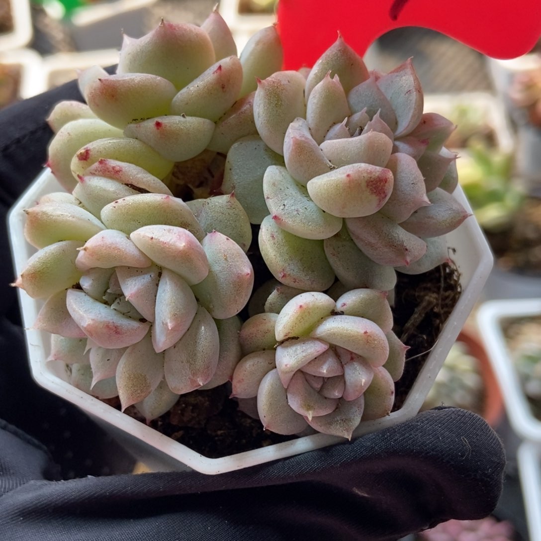 511甜心石化多肉植物