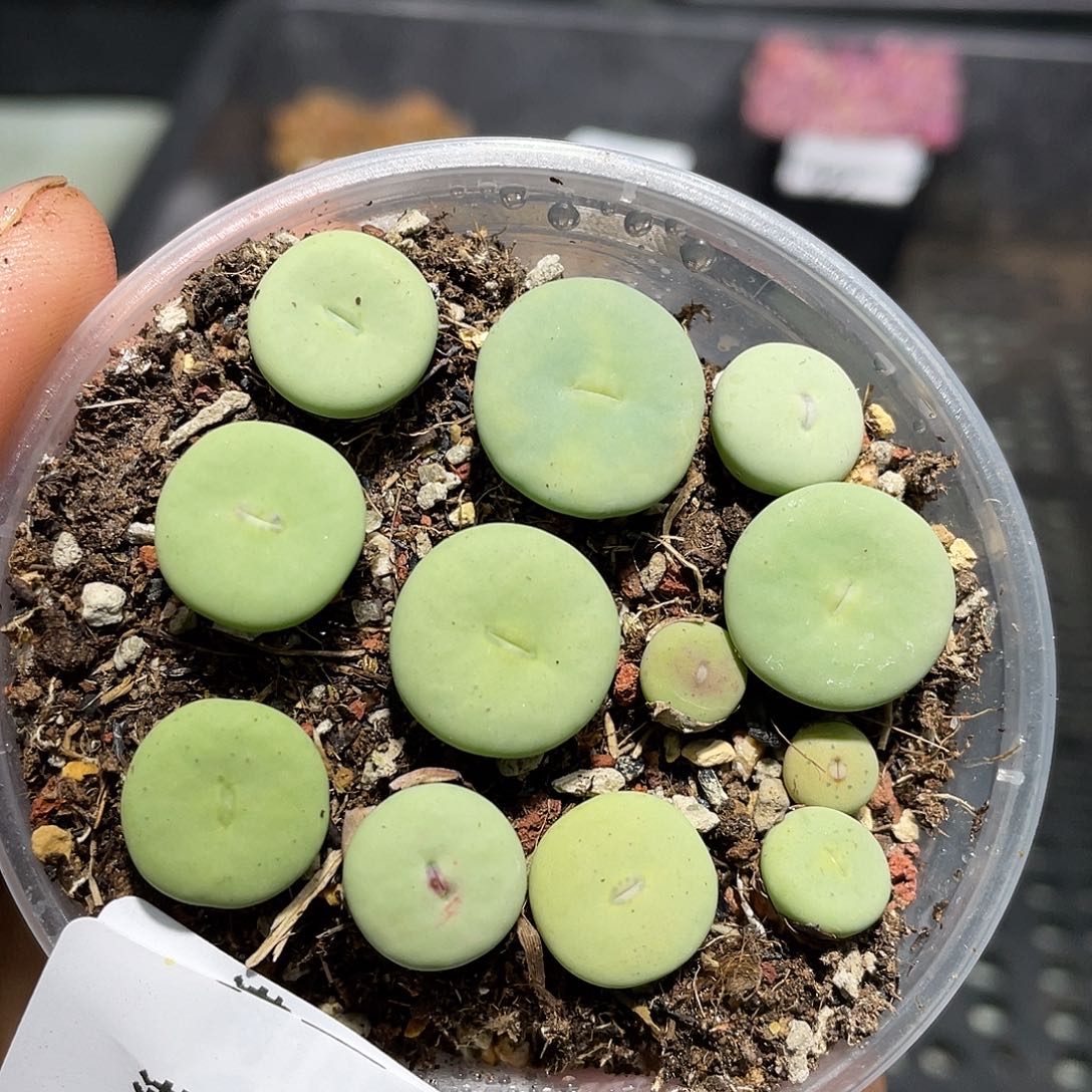 93当天凑满十八元包邮生石花