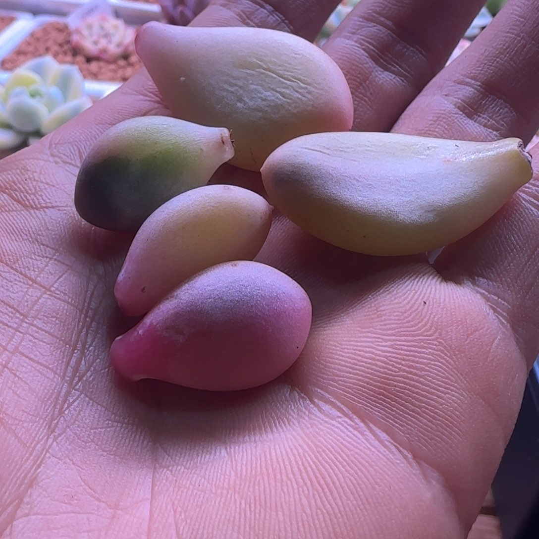 大叶奶酪叶片5片