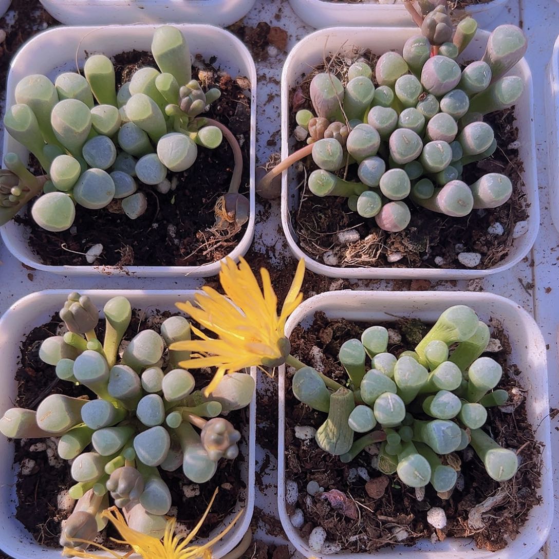 五十铃玉样品发货19包邮