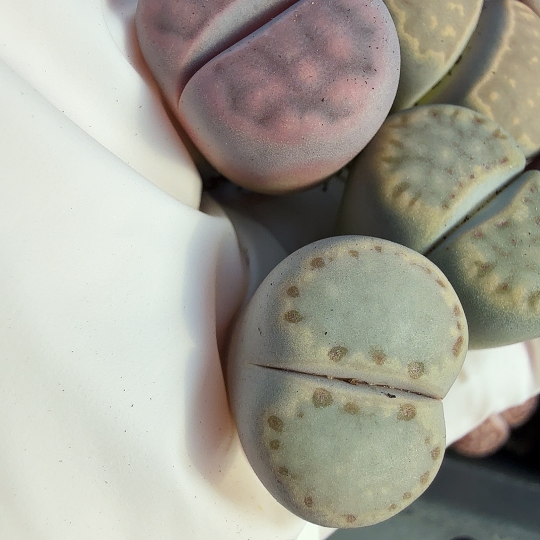 哈哈笑不了啊救命笑392