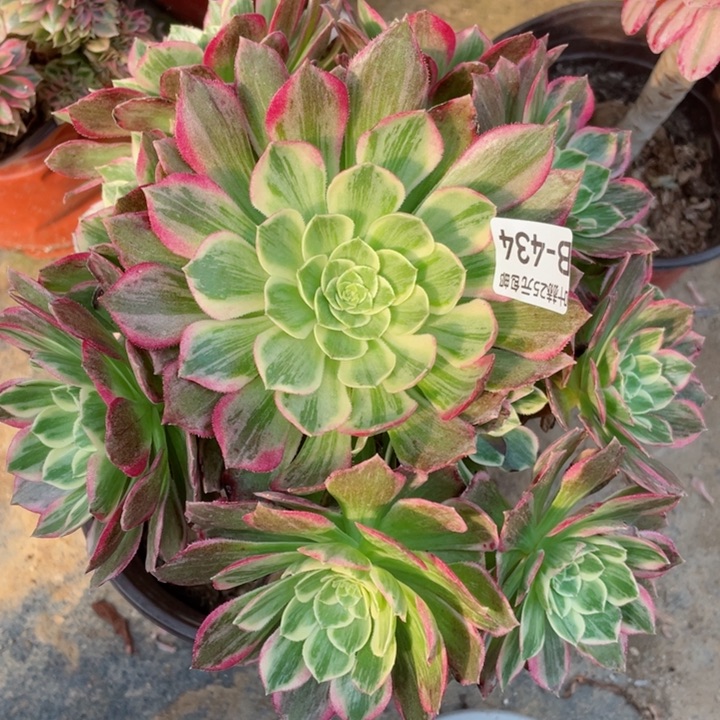 434万彩灯多肉12345678