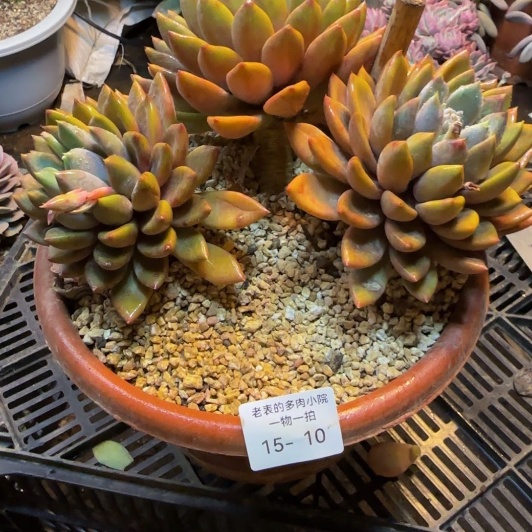 红象牙一物一拍1510