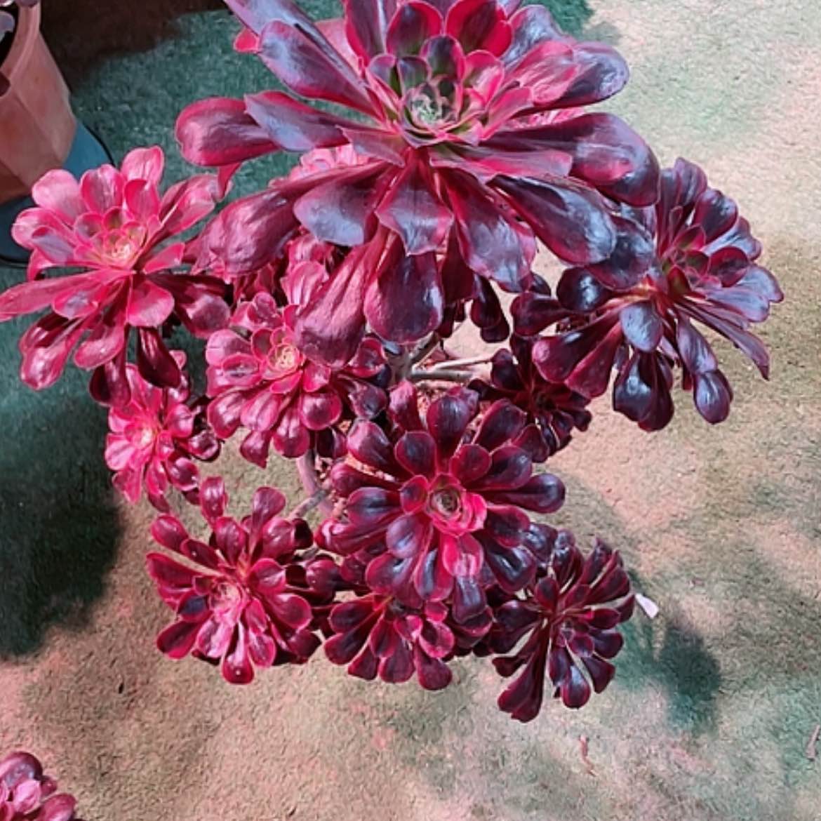 【闪购商品】法师好看也好养丽娜