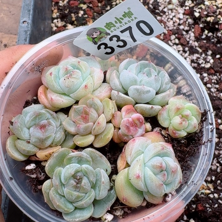 多肉植物多肉植物