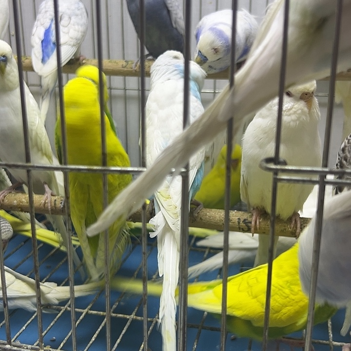 虎皮鹦鹉大头四只