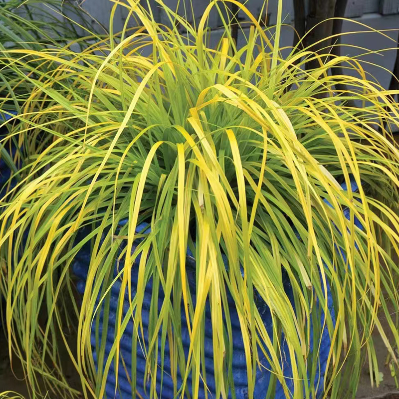 [金叶石菖蒲] 11cm盆 多年生庭院室外地栽四季常青植物绿叶耐热寒