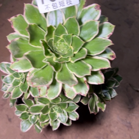 7840绿玫瑰多肉植物法师