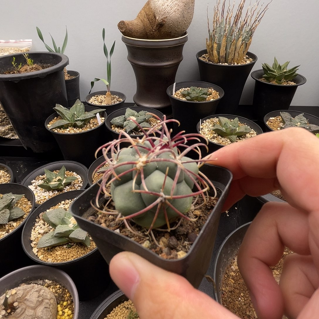 绯冠龙一一一一一一