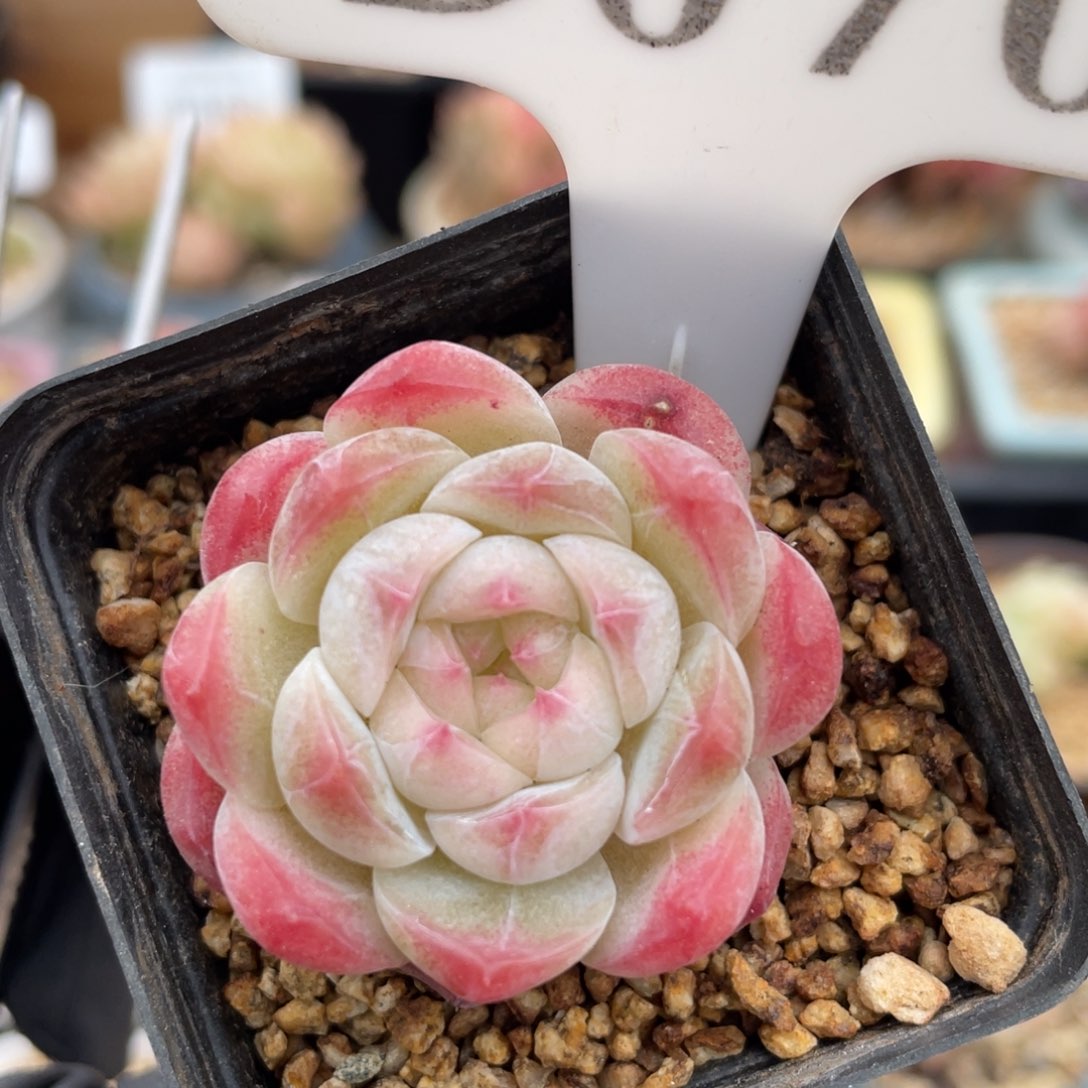 070 杂交 3.5厘米