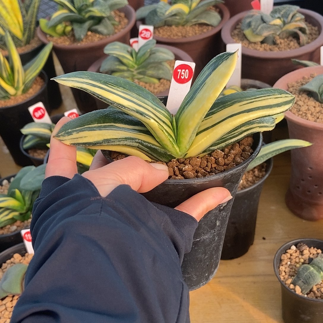 750卧牛实生锦直径15公分左右带盆发货