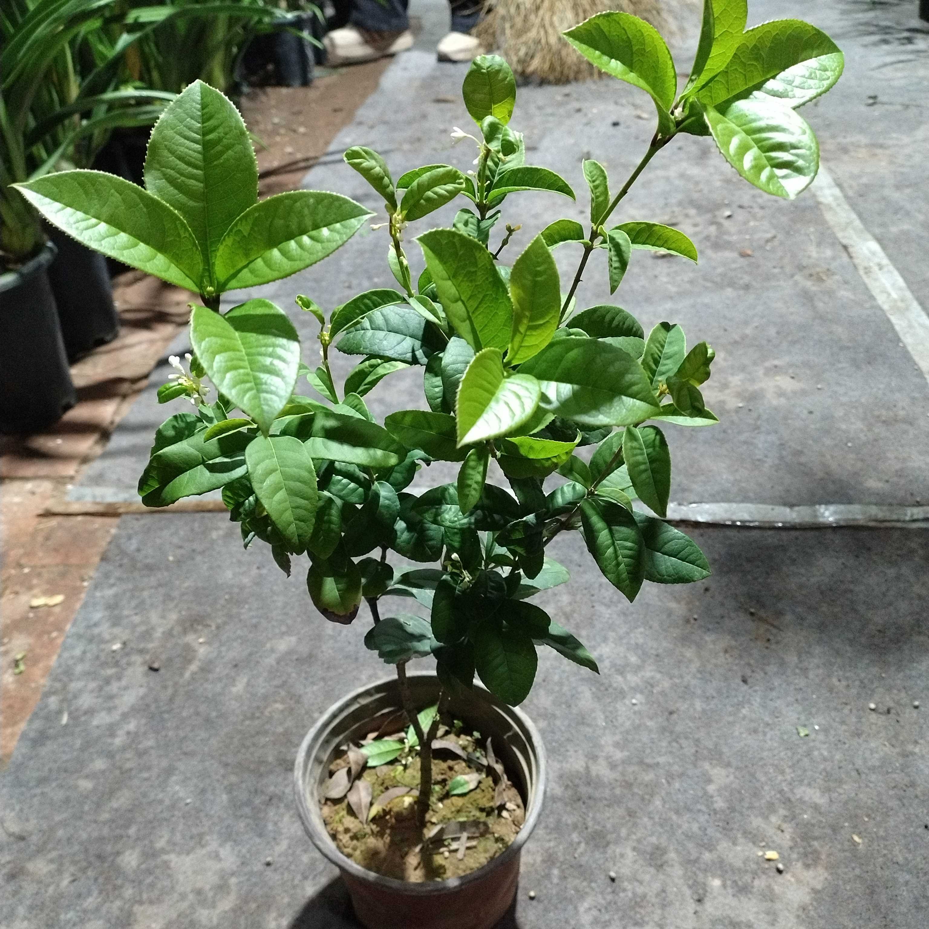 四季桂花客厅盆栽金桂浓香型耐活好养适合室内外阳台庭院绿植花卉