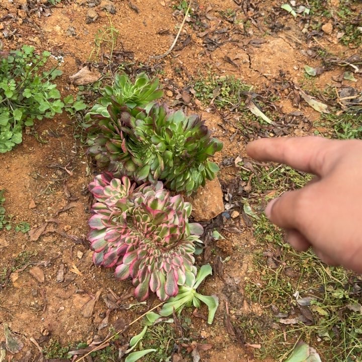 海鲜荔枝缀化啊啊啊啊