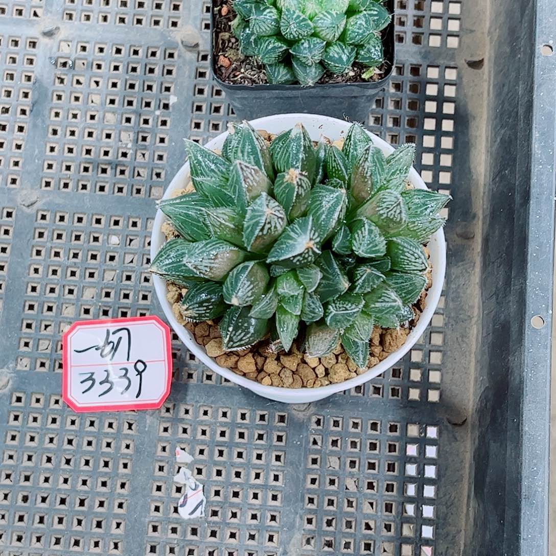 楼兰玉露一勿一拍