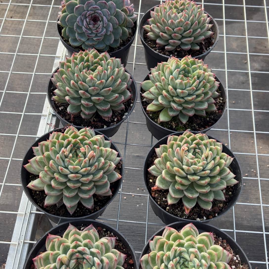 刚****坑3232一筐8棵肉肉肉肉肉