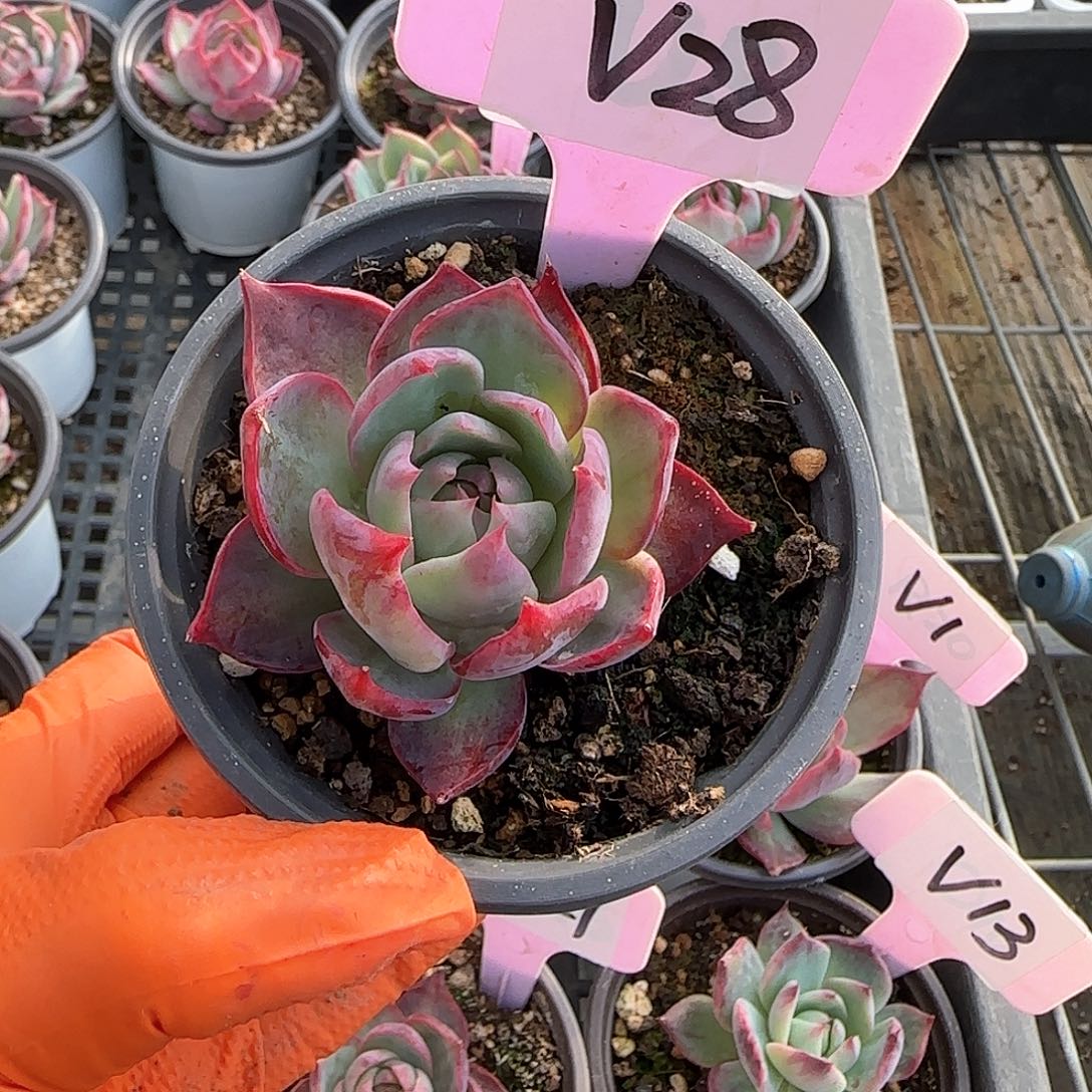 浅*V28惊鸿单头多肉