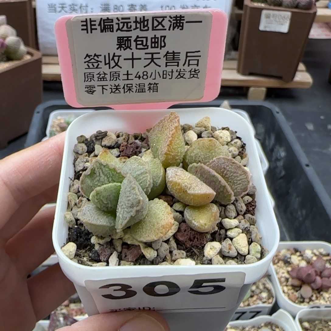 305爱丽丝多肉植物