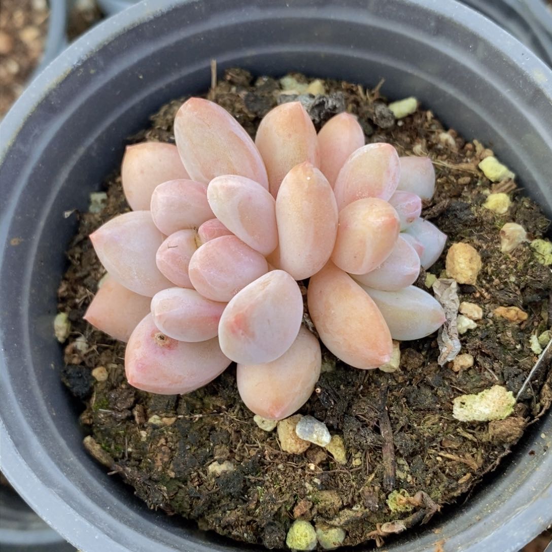 可问主播品种，下滑链接更多品种多肉选择