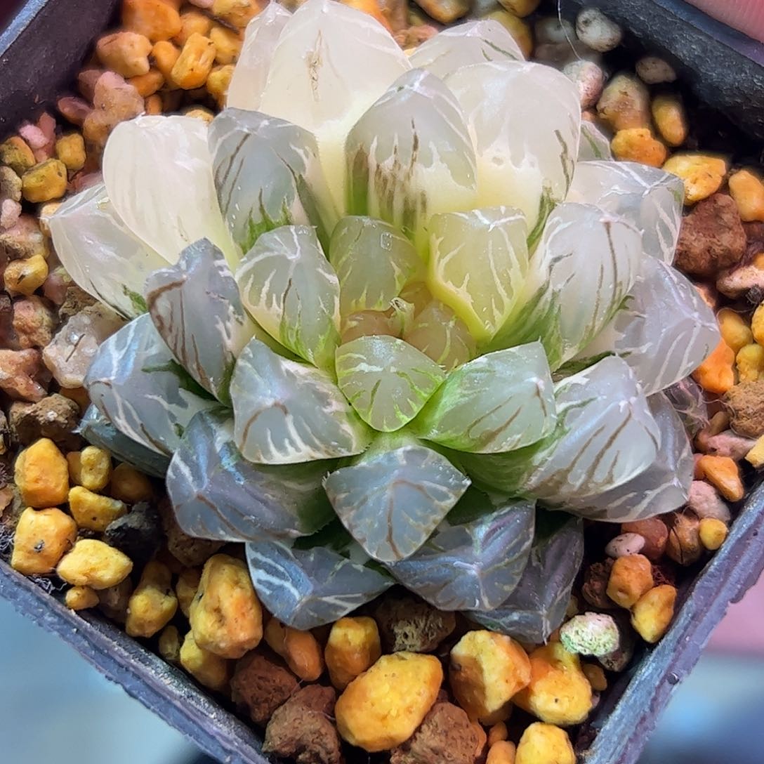 龙爪锦十二卷多肉植物满