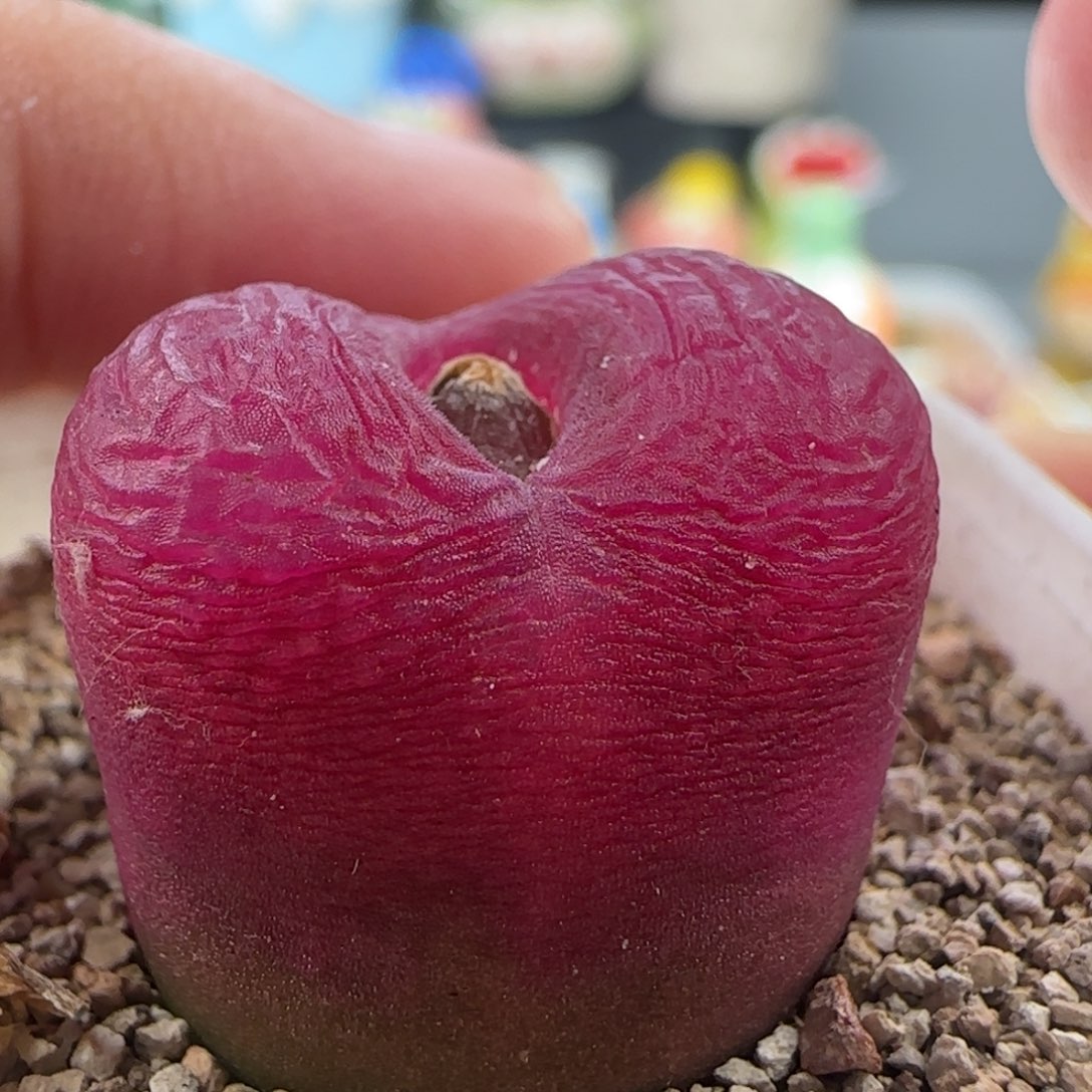 1305/尺寸2.0/水蜜桃/