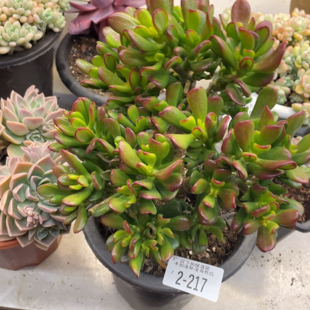 黑大帅多肉2.217招财猫