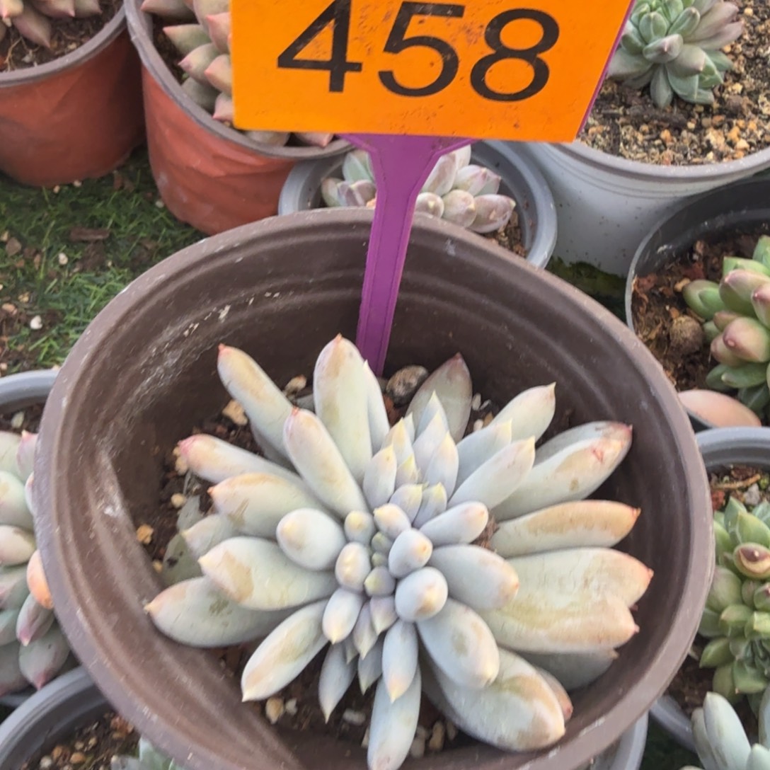 打***死多肉植物哥特缀化458