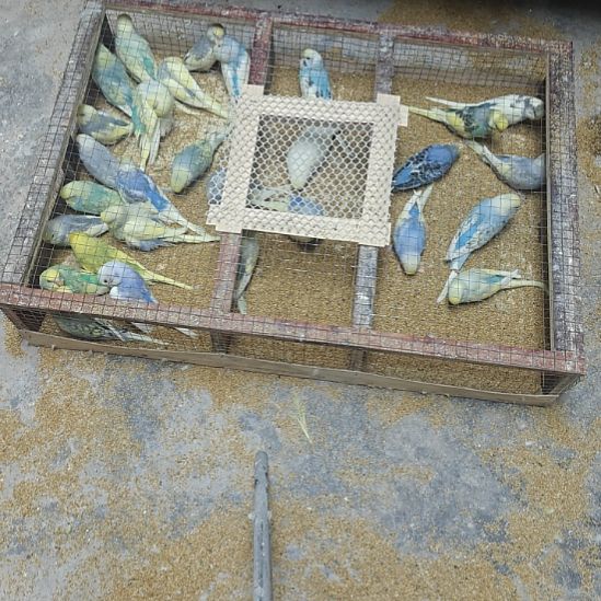 虎皮鹦鹉鹦鹉大头活体