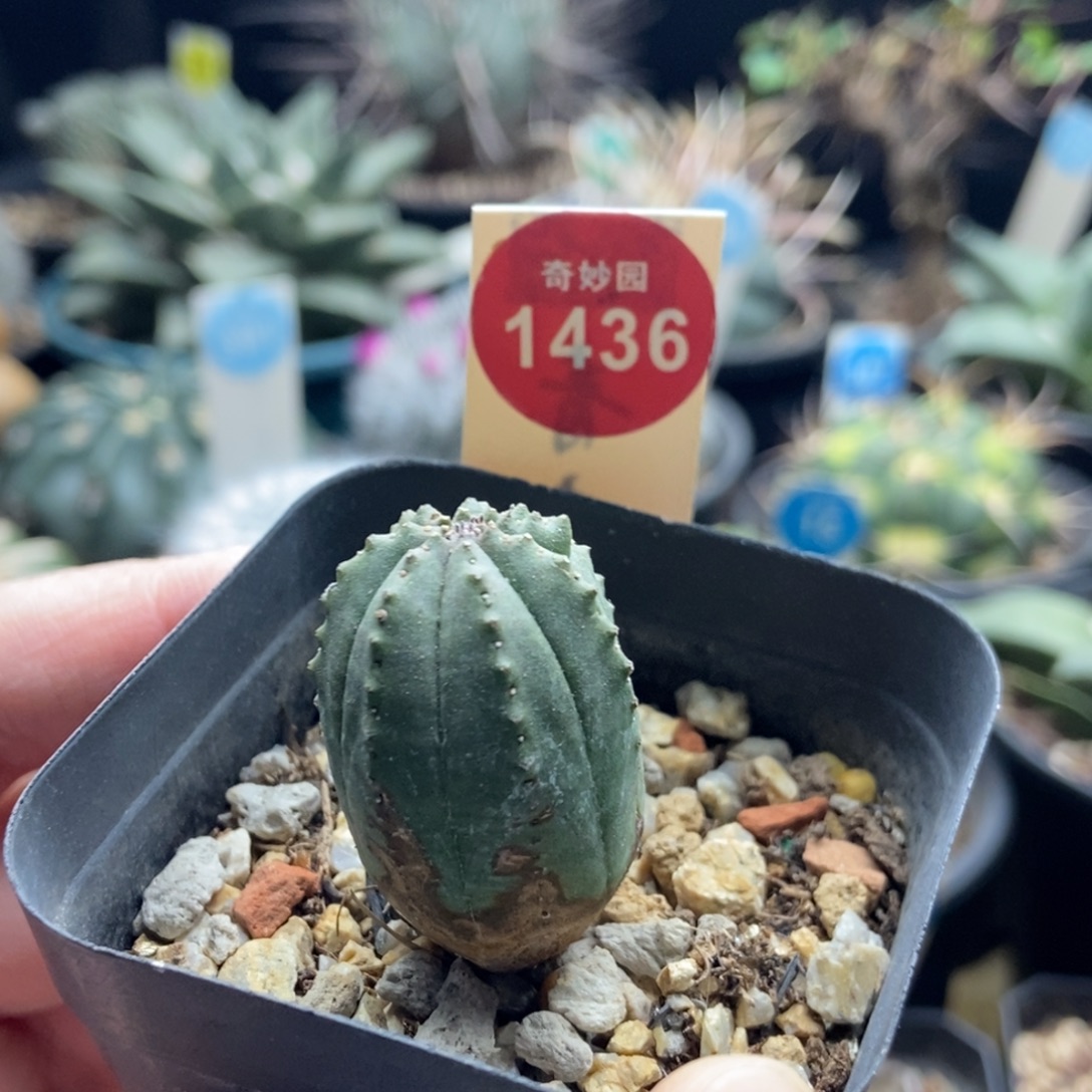 老斑布纹球一棵仙人球，