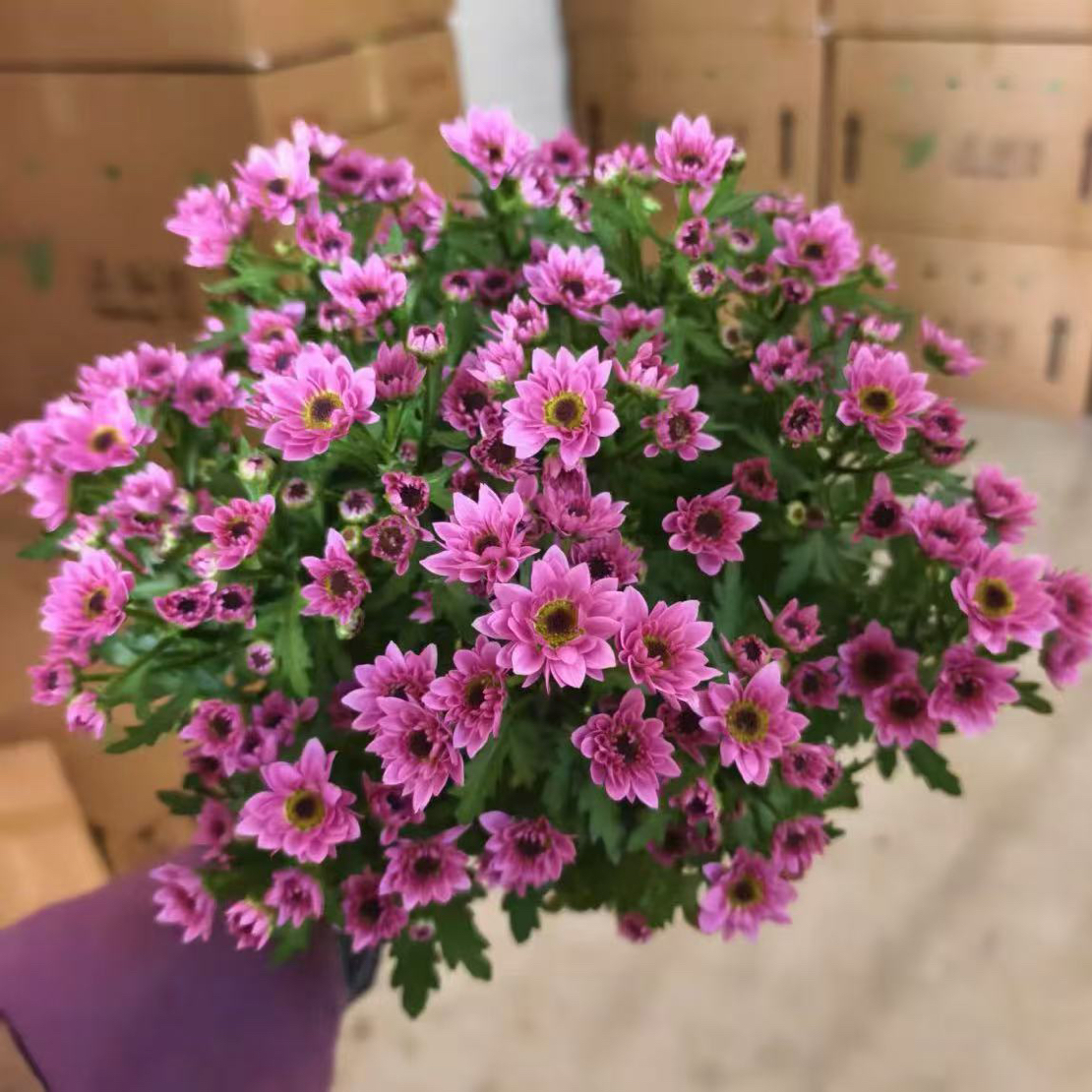 [珍珠繁华]荷兰菊盆栽四季开带花苞发阳台庭院好养绿植观花