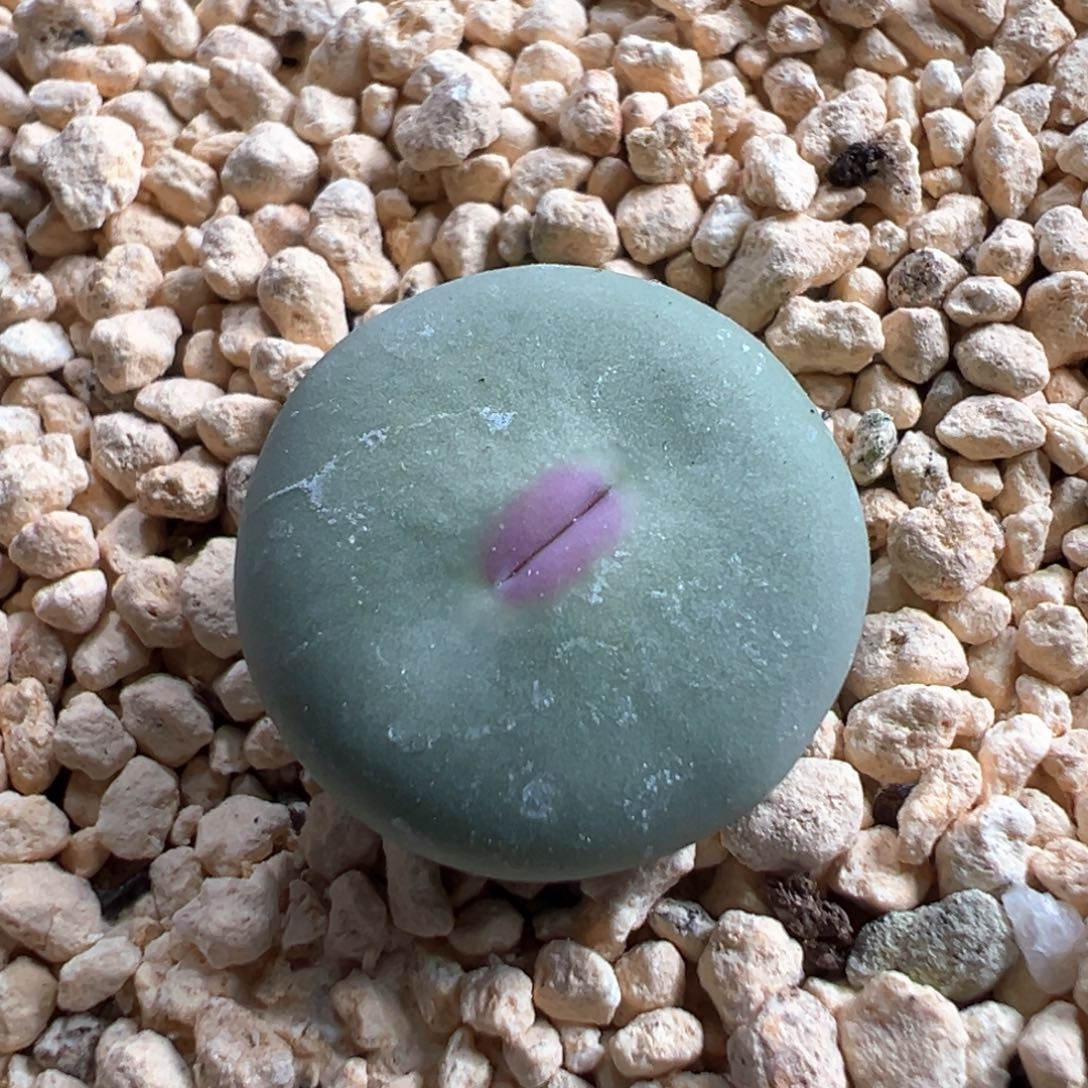 多肉植物150号红嘴