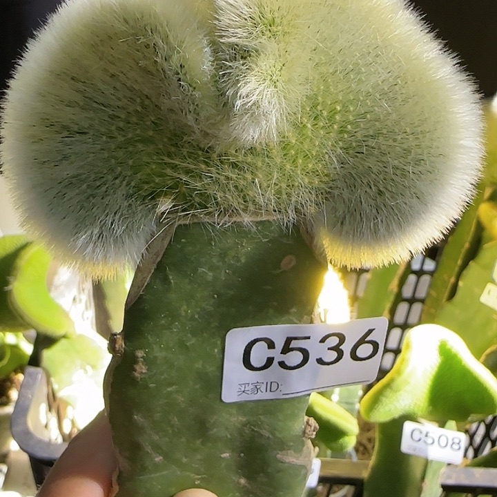 苍*嫁接九尾狐缀化536